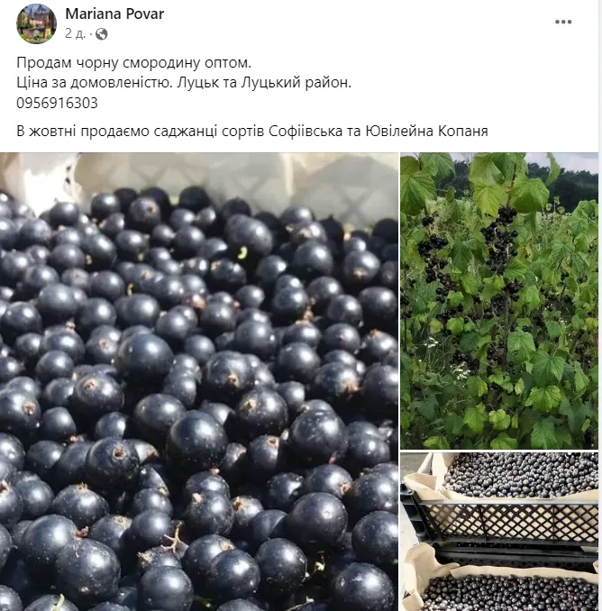 У Луцьку та області продають ранню чорну смородину: ціни (фото)