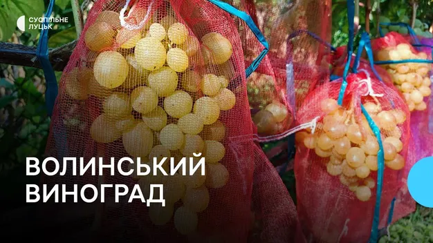 Господар від бога: волинянин вирощує понад 30 сортів винограду, інжир, ківі та хурму (фото, відео)
