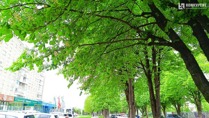 У Луцьку розквітли каштани (фото)