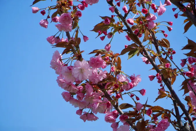 🌸 Неймовірне видовище: у місті на Волині розцвіли сакури (фото)