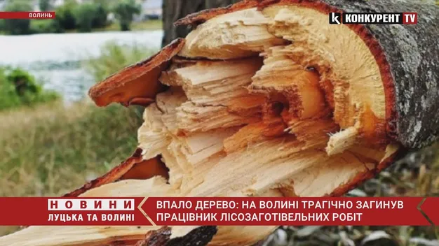 На Волині дерево вбило працівника лісгоспу
