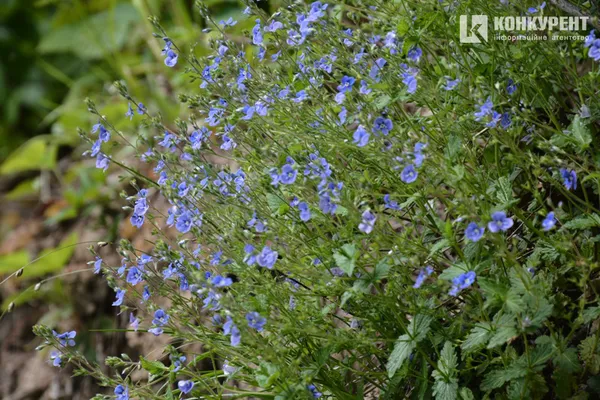 Посуха: ставки “волинської Швейцарії” помітно обміліли (ФОТО, ВІДЕО)