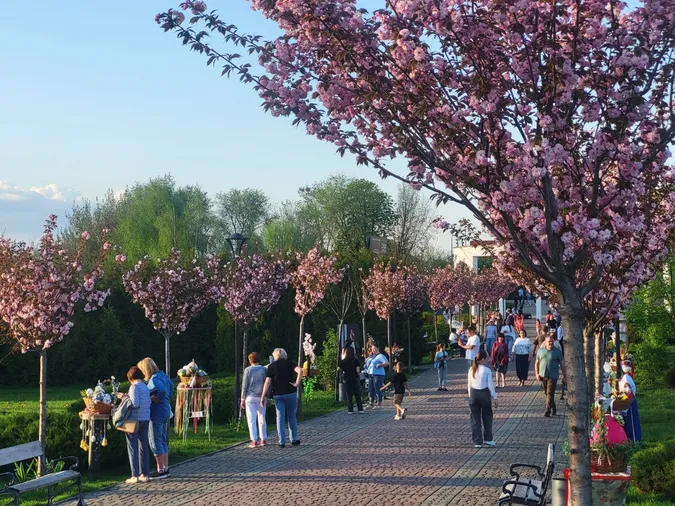Сезон інстаграмних фото відкрито: у Ковелі зацвіли сакури (фото)