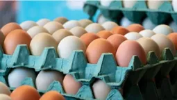Фермерські, домашні, інкубаторські: скільки коштують яйця на ринку в Луцьку (фото)