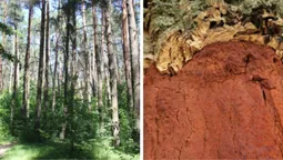 У лісі біля Луцька ростуть екзотичні дерева з Далекого Сходу (фото)