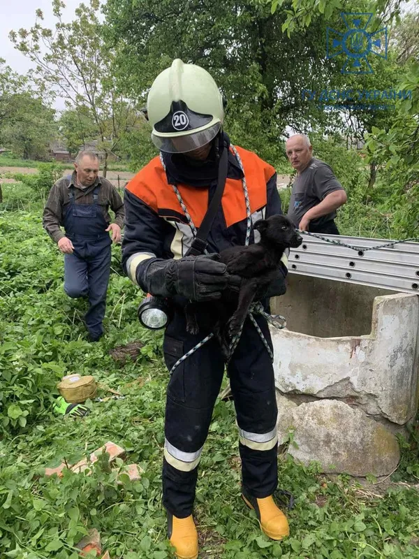 У Торчині рятувальники визволяли собаку, який впав до колодязя (фото)