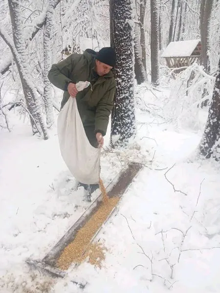 Кабанам – кукурудза, козулям – сіно: ратнівські лісівники підгодовують диких тварин (фото)