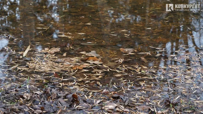 Мокрий луцький парк, або Як алеї тонуть у воді (фото)
