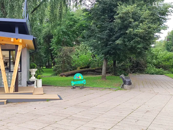 ⛔ У Центральному парку Луцька на алею впало величезне дерево