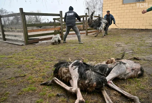 Вулиці вкриті трупами: найжахливіші кадри звірств окупантів із міст під Києвом, де була армія росії (фото18+)
