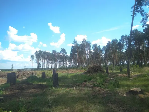 Буде забудова: на Волині незаконно зрубали майже 700 дерев (фото)