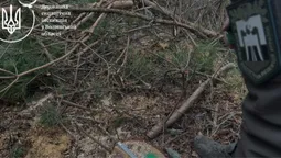 Збитків на 1 млн гривень: на Волині виявили незаконну порубку дерев