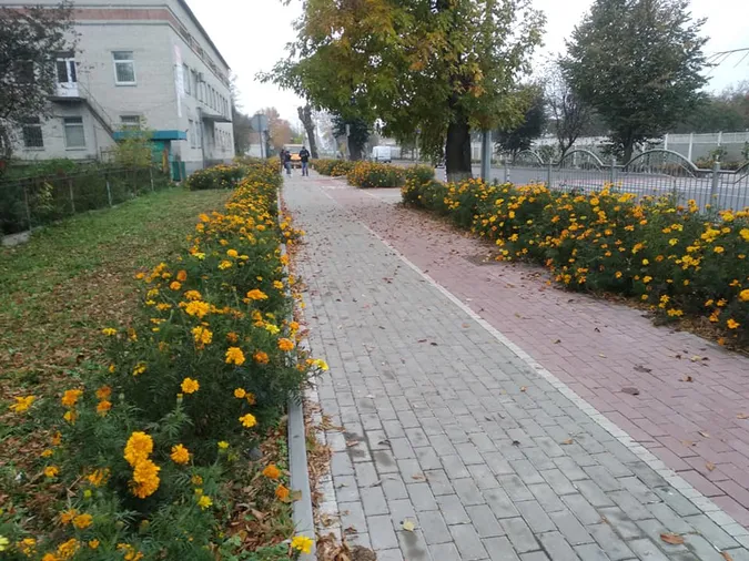 На Ківерцівській у Луцьку порізали дерева і знищили чорнобривці Василя Рижука (деталі)