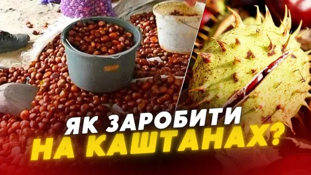 Скільки на Волині можна заробити на каштанах (відео)