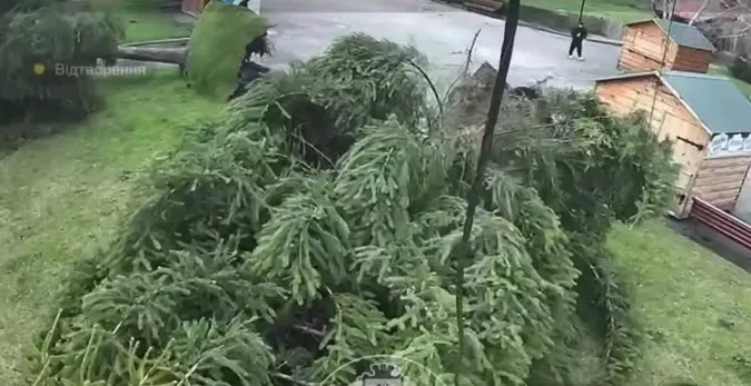 У міському парку на Волині вітер вирвав з корінням дві ялини (відео)