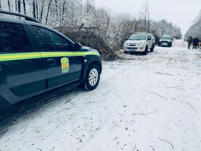 На Волині підприємці вирубували «не ті» дерева (фото, відео)