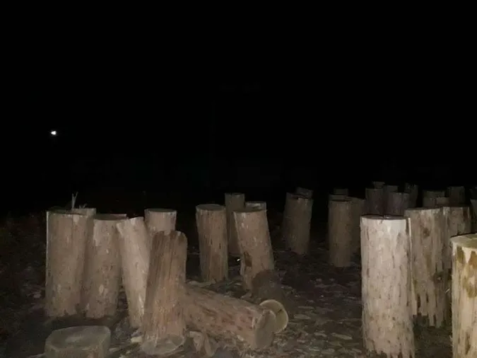 У Сьомаківському лісництві зрізали десять дубів