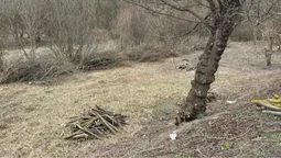 У Луцьку на Набережній дерева зрізали до оголошення тендеру (фото)