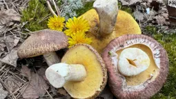 У лісах на Поліссі почали рости перші маслюки (фото)