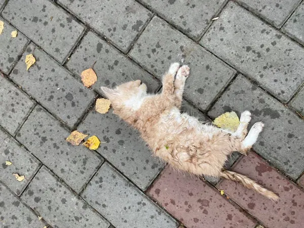 Під Луцький зоопарк підкинули кошеня: собаки задушили тварину (фото 18+)