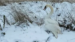 На Волині врятували знесиленого лебедя (фото)