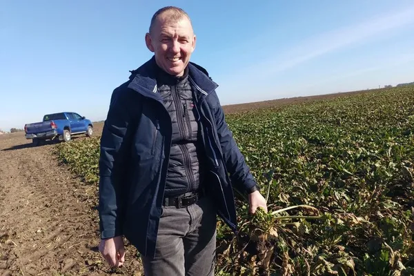 Вага одного – 1,5–2 кілограми: на Волині збирають врожай цукрового буряка (фото)