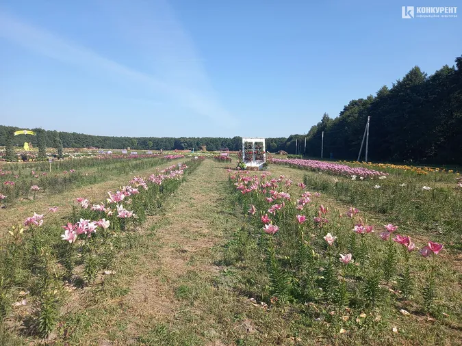 Розпочався фестиваль квітів «Осінь у Волинській Голландії» (фото)