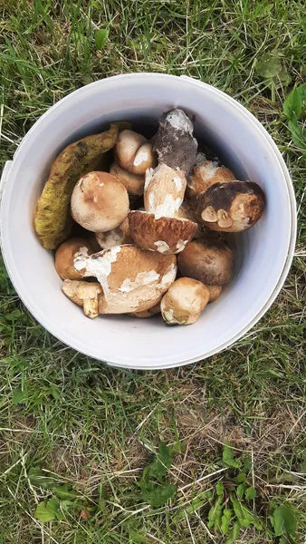 У лісі під Луцьком вже знаходять гігантські гриби (фото)