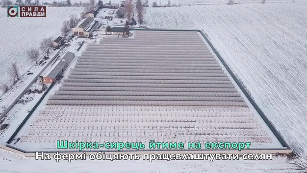 Норка на шуби: кому потрібна звіроферма на Волині (відео)