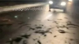 На трасі Луцьк-Маневичі дерево впало на дорогу та перекрило рух (відео)