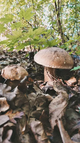 У яких лісах Волині вже завершується грибний сезон (фото)