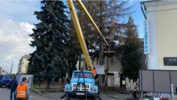 У центрі Луцька зрізають хворі дерева (фото, відео)