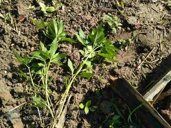 Спецпризначенці провели масштабну операцію у Нововолинську (фото)