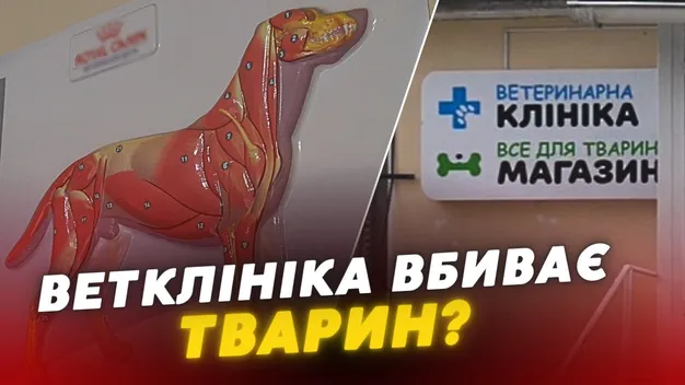 Хворому псу приписали ряжанку: ветклініку у Луцьку звинувачують у вбивстві тварини (відео)