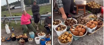Не назбирали – можна купити: скільки коштують гриби на маневицькій трасі (відео)