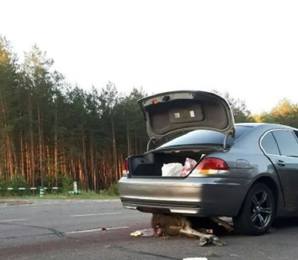 На Волині водій «Ауді» збив лося (фото 18+)