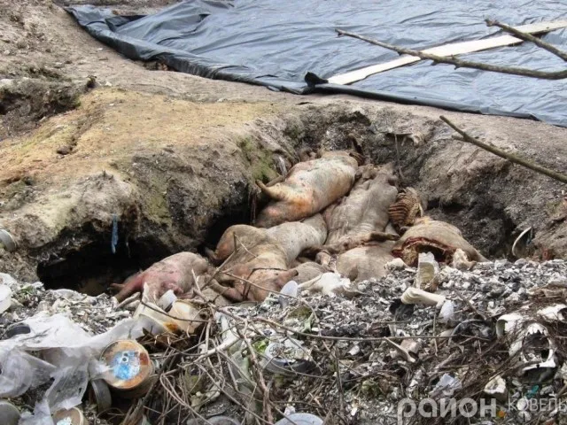 Ковельський ветсанзавод перевірять