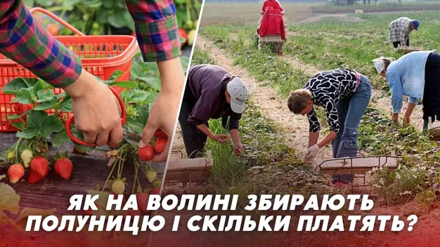 Збір полуниці: скільки грошей можна заробити на Волині (відео)