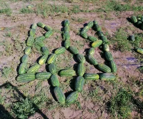Не гірші за херсонські: на Волині фермер зібрав 120 тонн солодких кавунів з двох гектарів (фото)