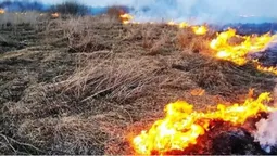 Вирубують і палять: у Ківерцівській громаді незаконно «зачистили» ділянки землі (відео)