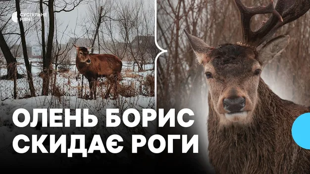 Олень Борис з Волині відчув, що ліснику стало зле і прийшов до нього додому (фото, відео)