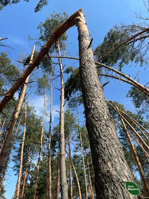 Поламані, як сірники, дерева: буревій пошкодив майже 5 тисяч га лісу на Камінь-Каширщині (фото)