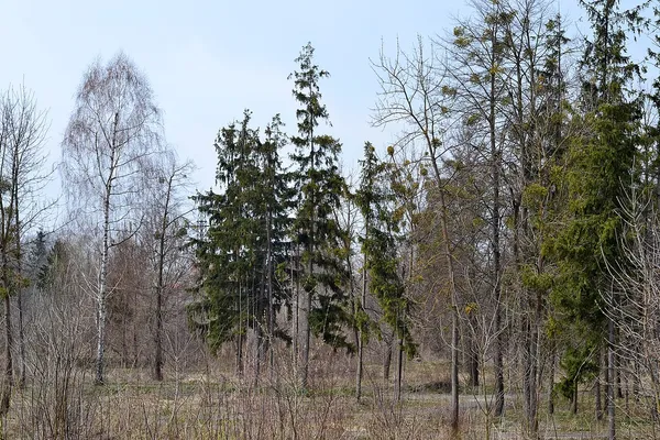 Гніздо посеред Луцька: як болотиста заплава стала «Пташиним гаєм» (фото)