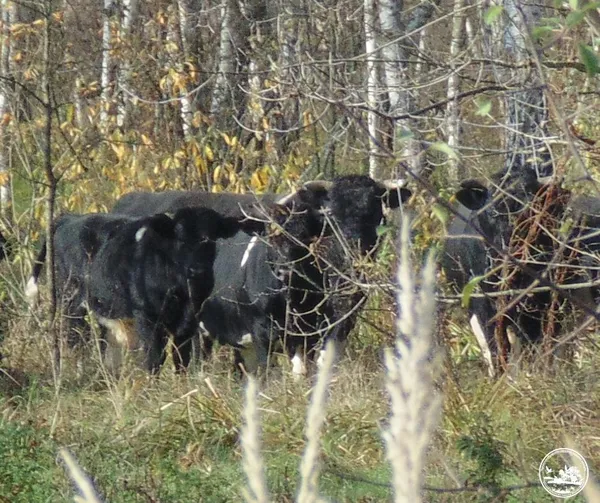 У Чорнобильському заповіднику натрапили на стадо здичавілих корів і табун коней Пржевальського (фото)