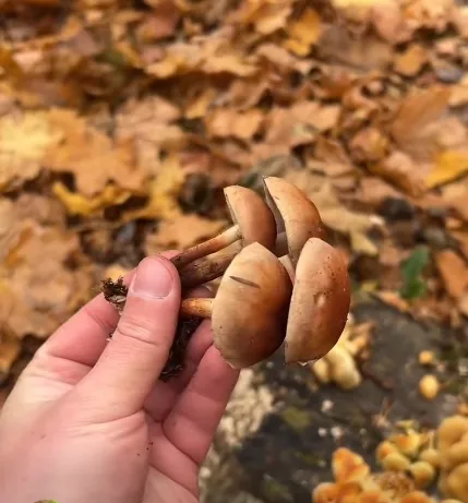 Опеньок цегляно-червоний