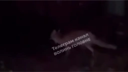 У центрі Луцька зафіксували дикого небезпечного хижака (відео)