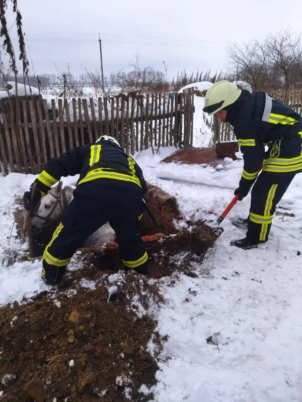 На Ковельщині кінь провалився у вигрібну яму (фото)