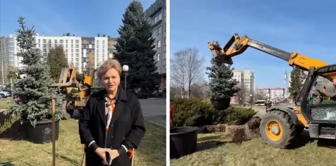 У Луцьку біля перинатального зрубають 40-річну ялинку (відео)