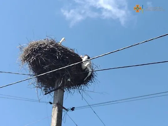 На Волині врятували лелеку, який заплутався у мотуззі і зламав лапу (фото)