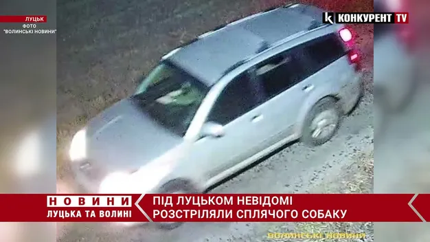 Поблизу Луцька невідомі на джипі розстріляли собаку (фото, відео)